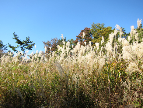 20201105hike (82)